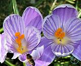 Crocus 8P76D-20